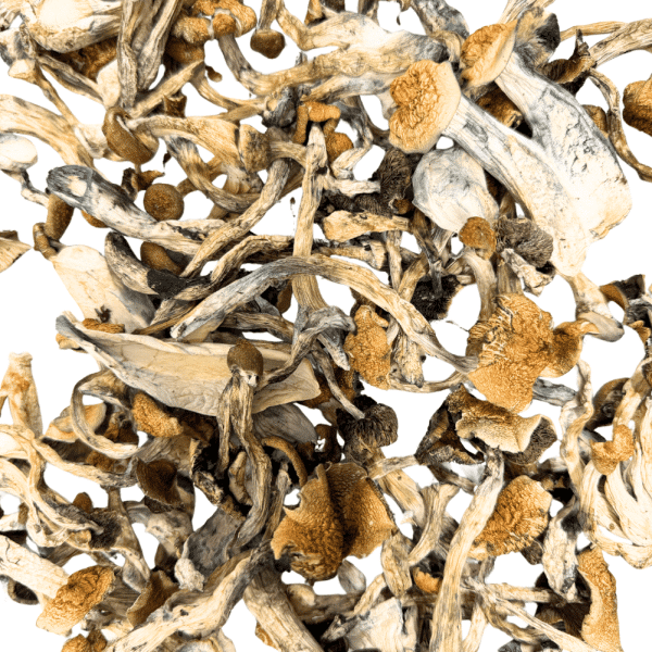Golden Teacher